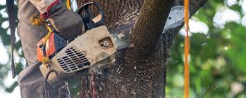 Best Lawn Pest Prevention  in Elk Grove, CA