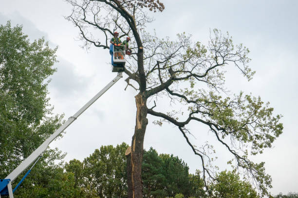 Best Tree Cabling and Bracing  in Elk Grove, CA