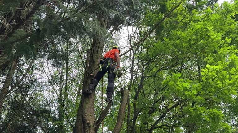 How Our Tree Care Process Works  in  Elk Grove, CA