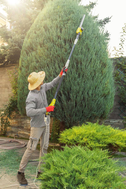 Best Emergency Tree Removal  in Elk Grove, CA