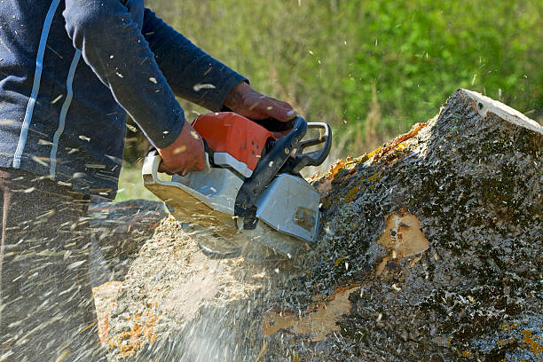 Best Lawn Maintenance Plans  in Elk Grove, CA